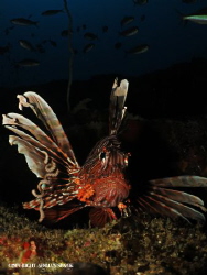 Lionfish @ the depths of Atlantis by Adrian Slack 